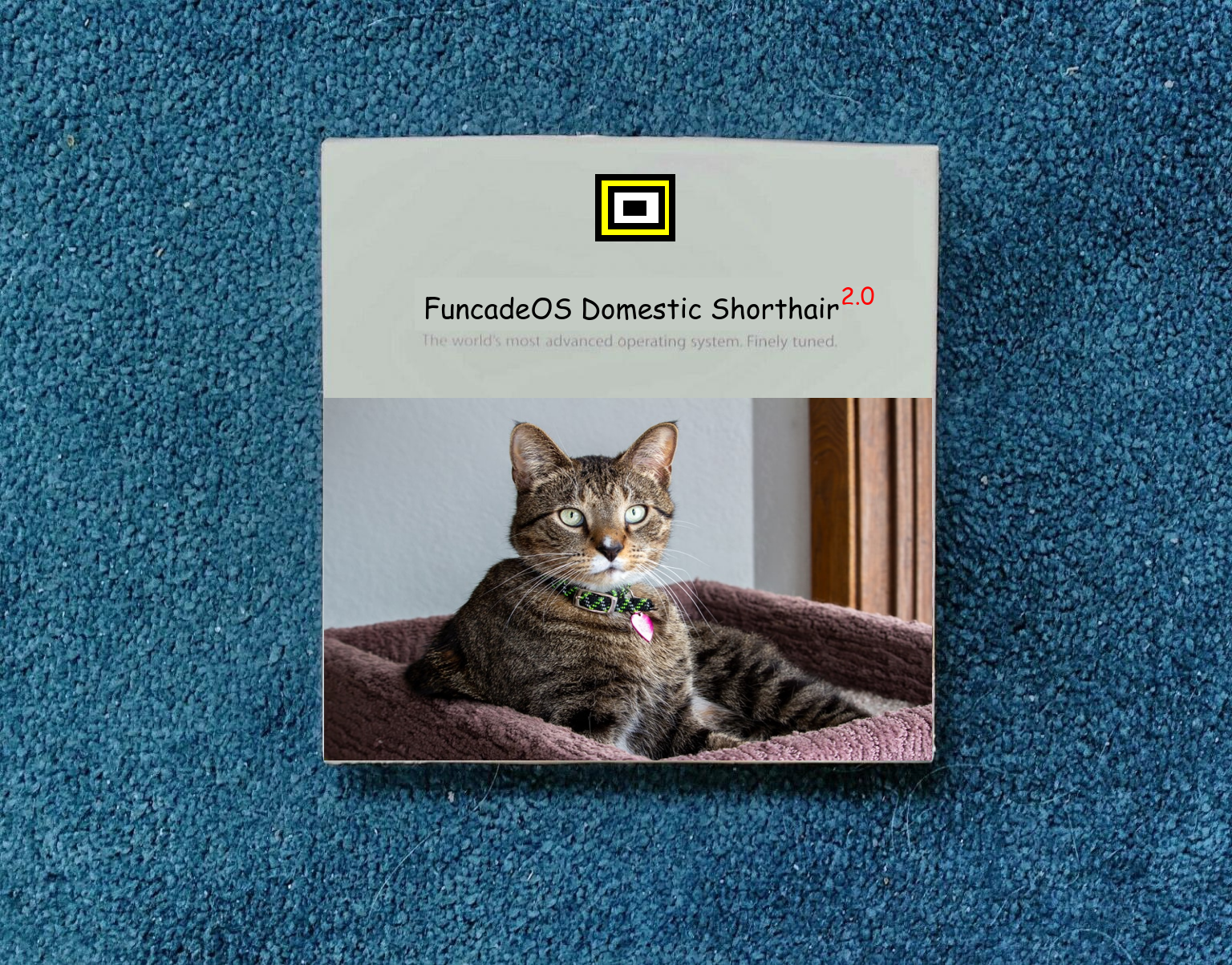 funcadeos domestic shorthair